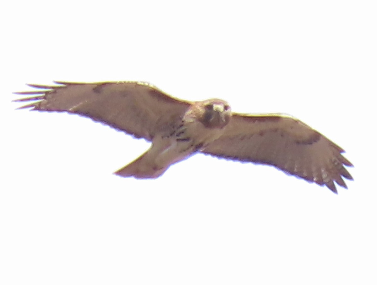 Red-tailed Hawk - ML546241591