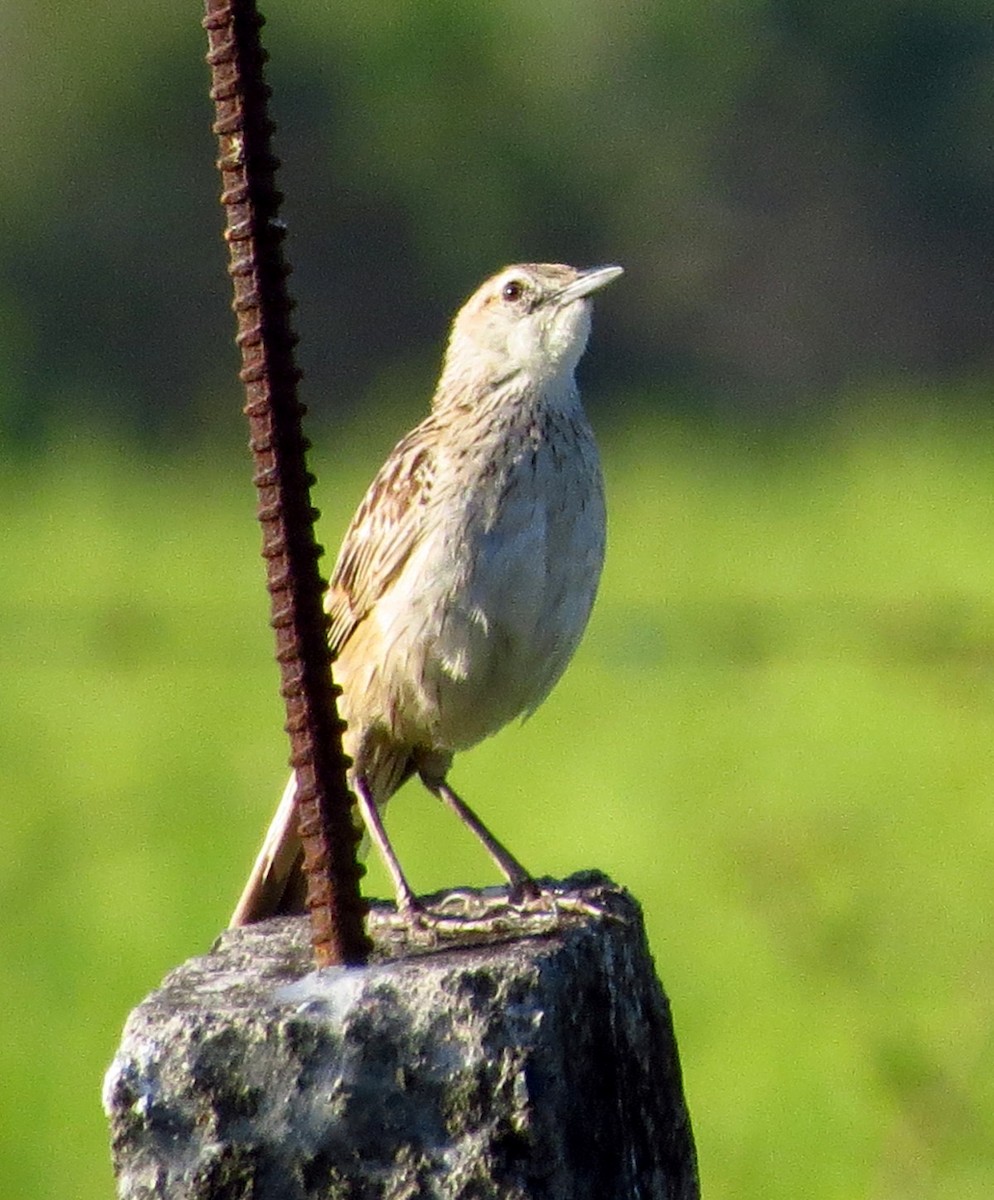 Striated Grassbird - ML54624421