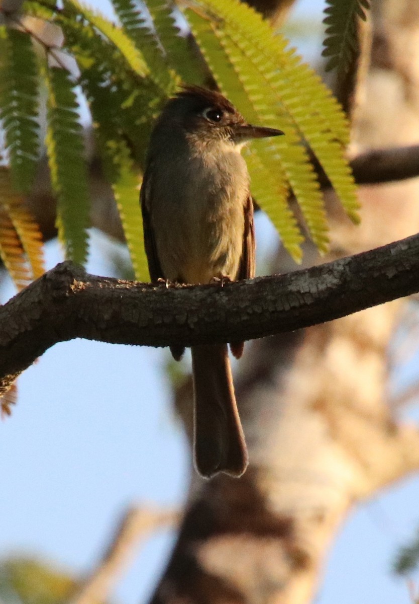 Cuban Pewee - ML546245451