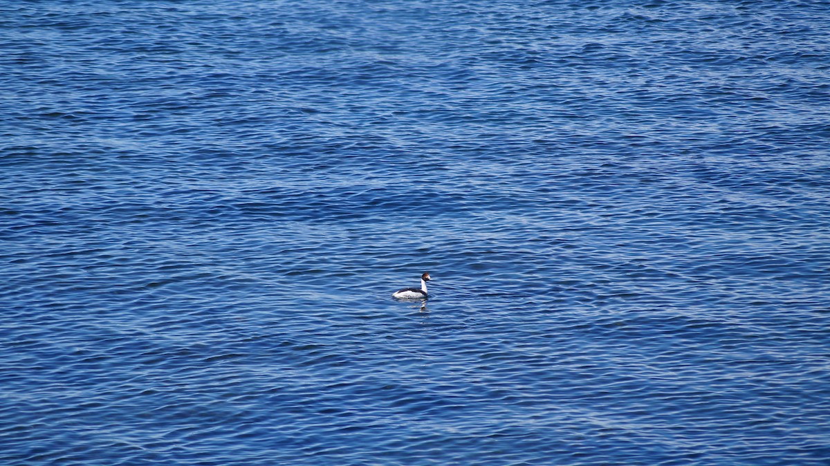 Hooded Grebe - ML546246471