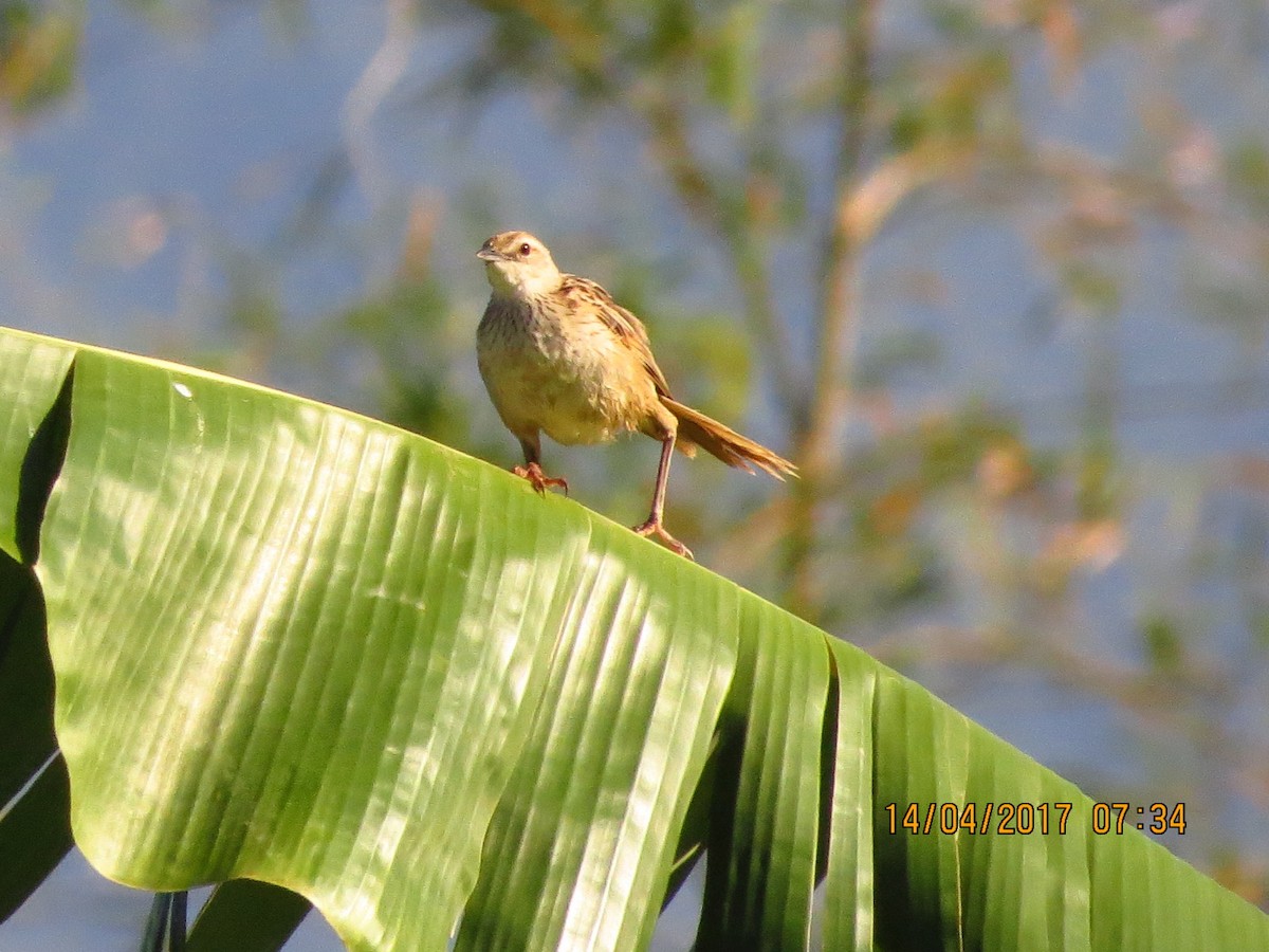 Striated Grassbird - ML54624701