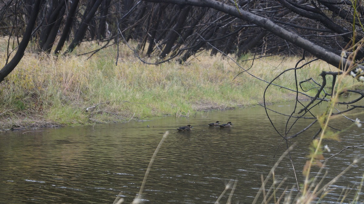 Spectacled Duck - Analia Barcia