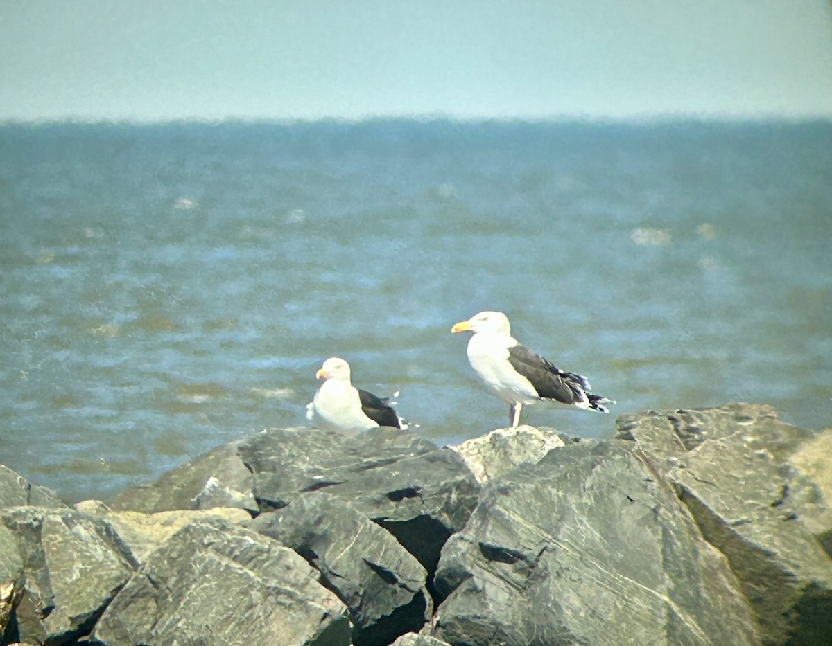 Great Black-backed Gull - ML546249181