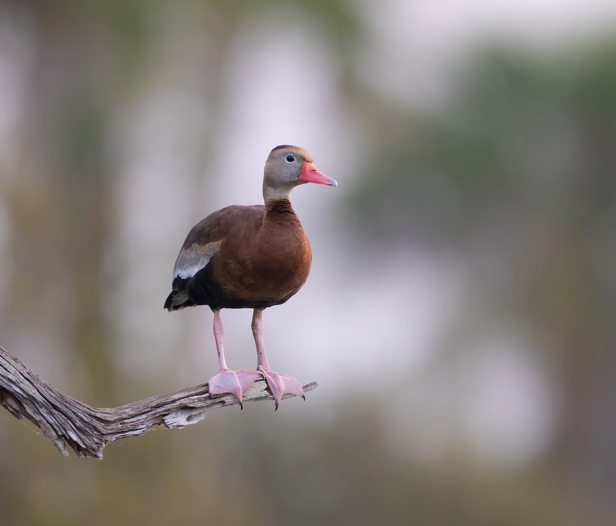 Black-bellied Whistling-Duck - Erica Heusser