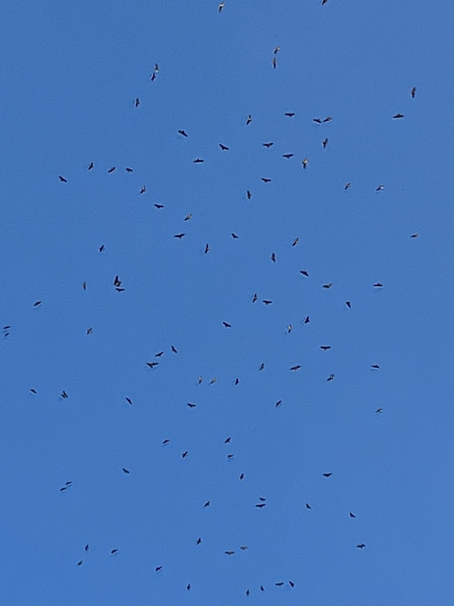 Swainson's Hawk - ML546250271