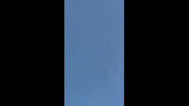 Swainson's Hawk - ML546250291