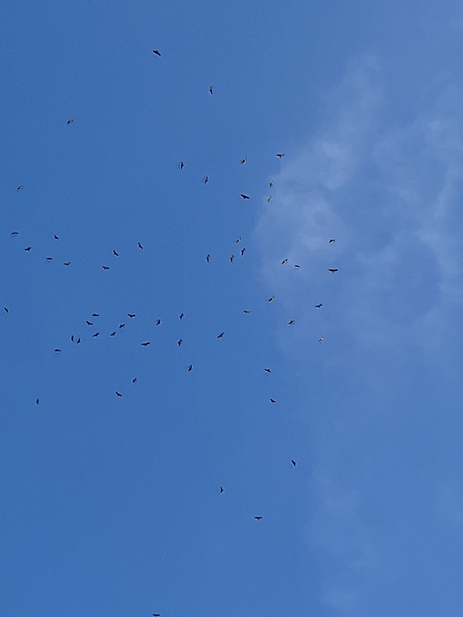 Swainson's Hawk - ML546250301