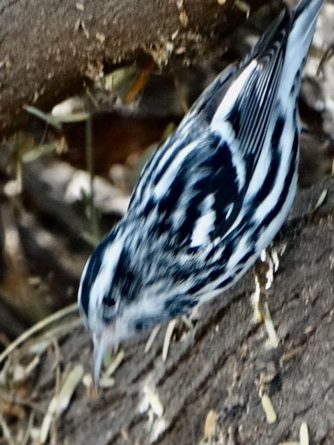 Black-and-white Warbler - ML546250341