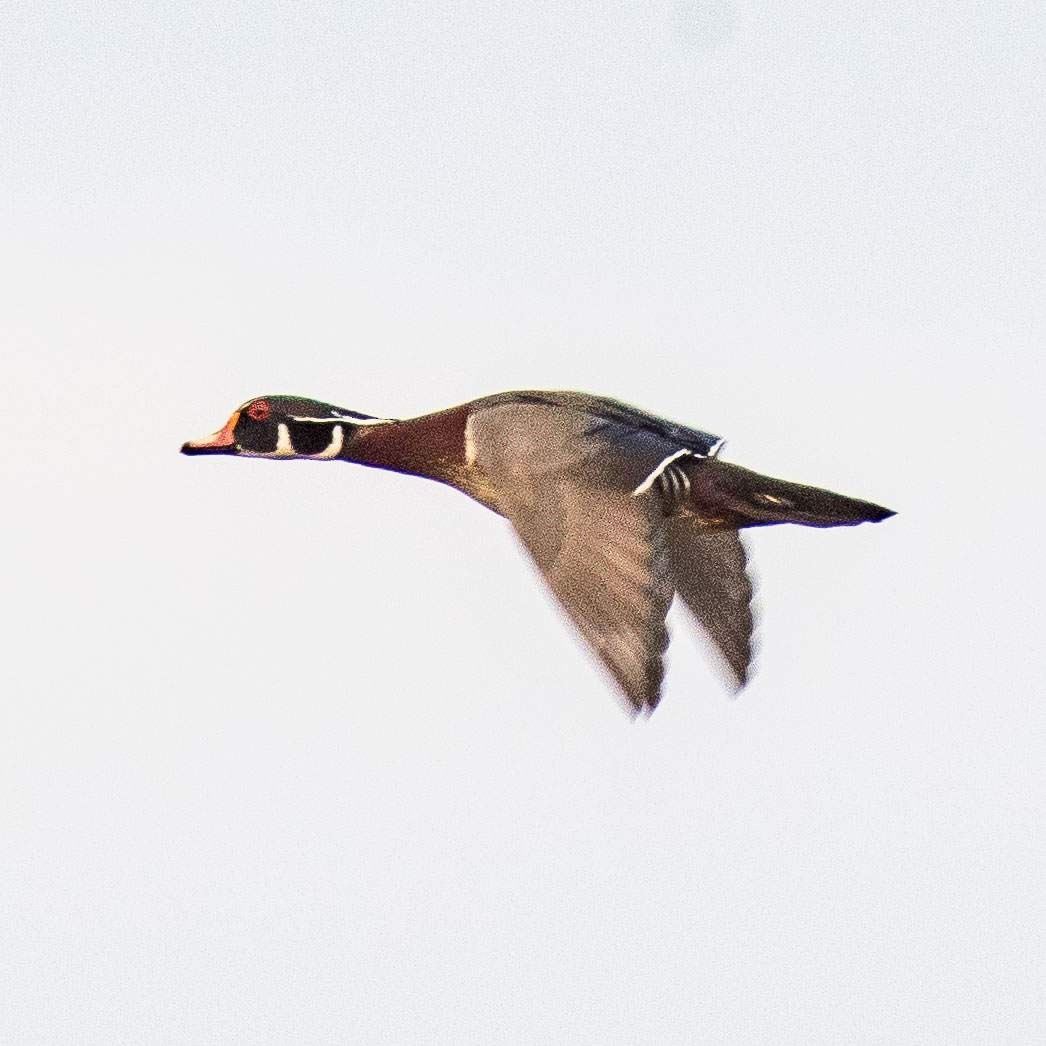 Wood Duck - ML546250411