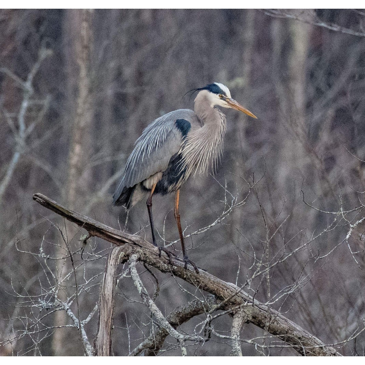 Great Blue Heron - ML546250461