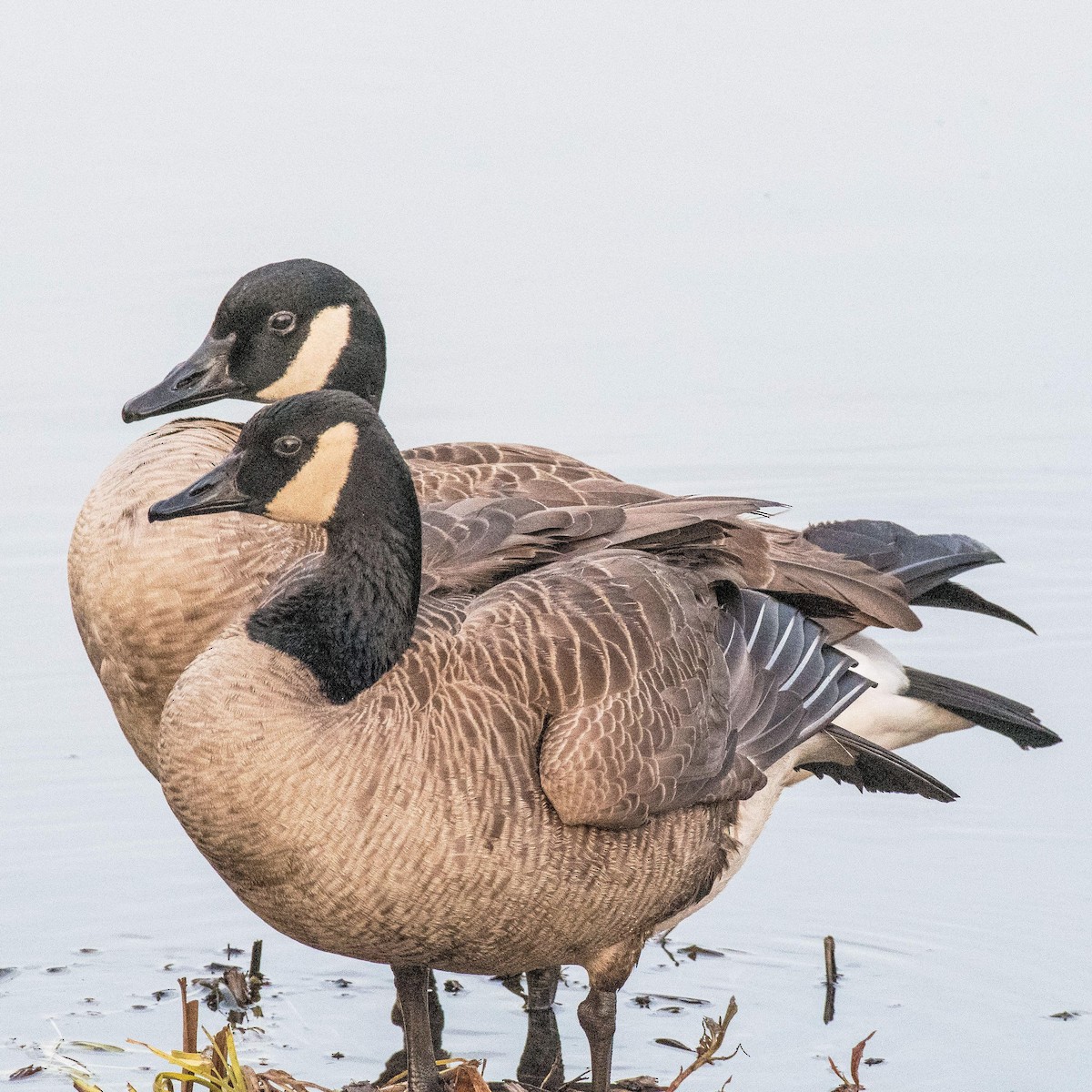 Canada Goose - ML546250651