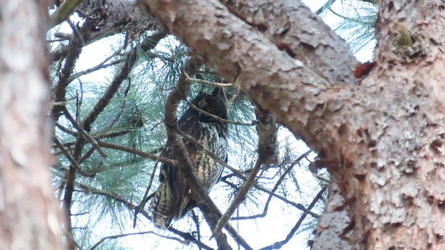 Hibou maître-bois - ML546251151