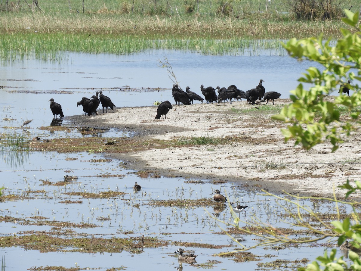 Black Vulture - ML546251291