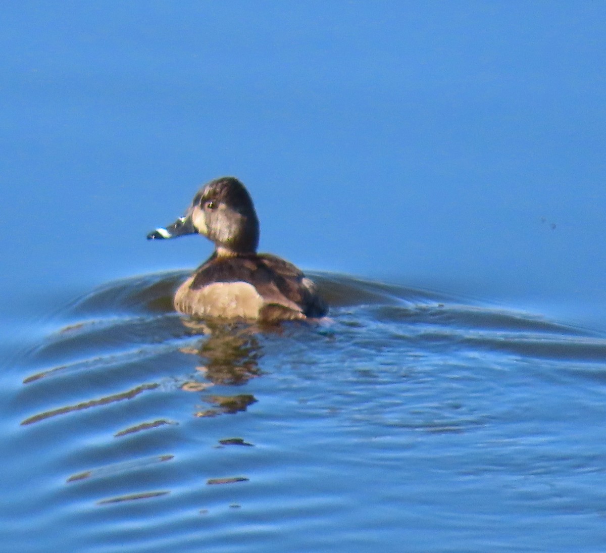 Ring-necked Duck - Gretchen Framel