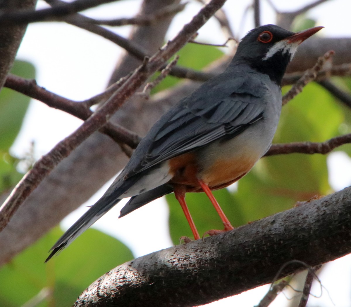 Red-legged Thrush - ML546253011