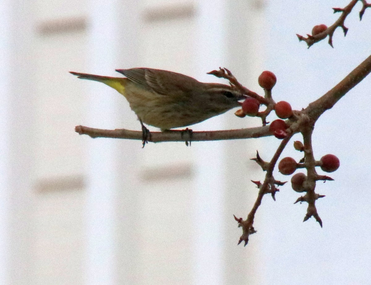 Palm Warbler - ML546253121