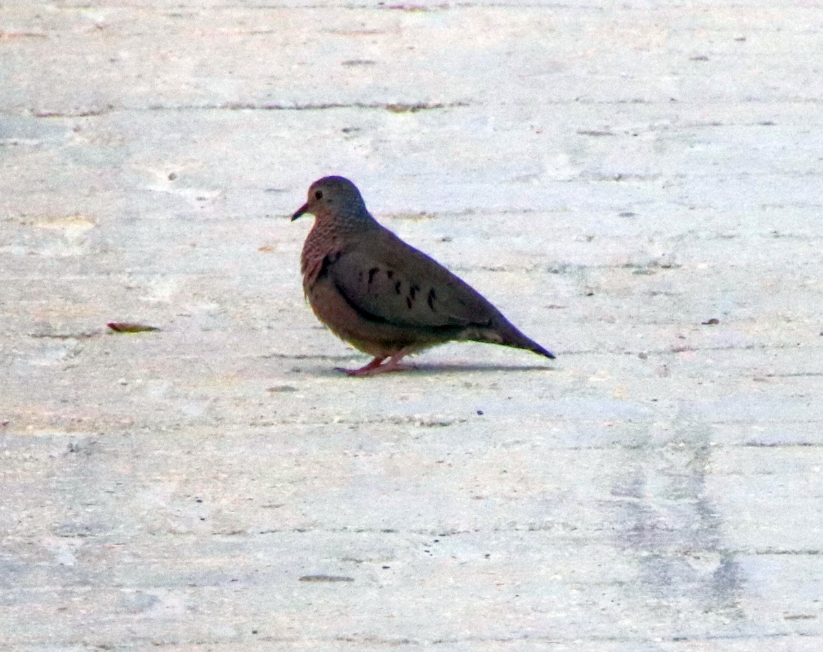 Common Ground Dove - ML546253401