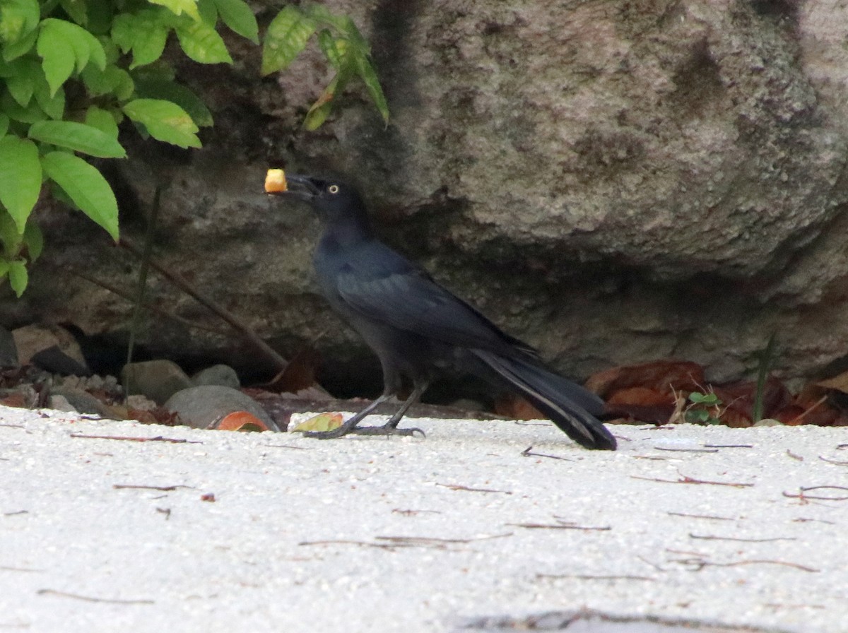 Greater Antillean Grackle - ML546253691