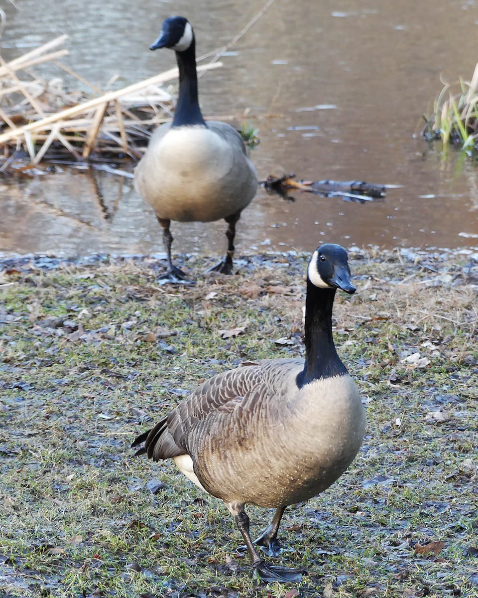 Canada Goose - ML546253941