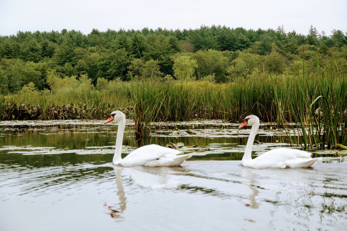 Cygne tuberculé - ML546254931