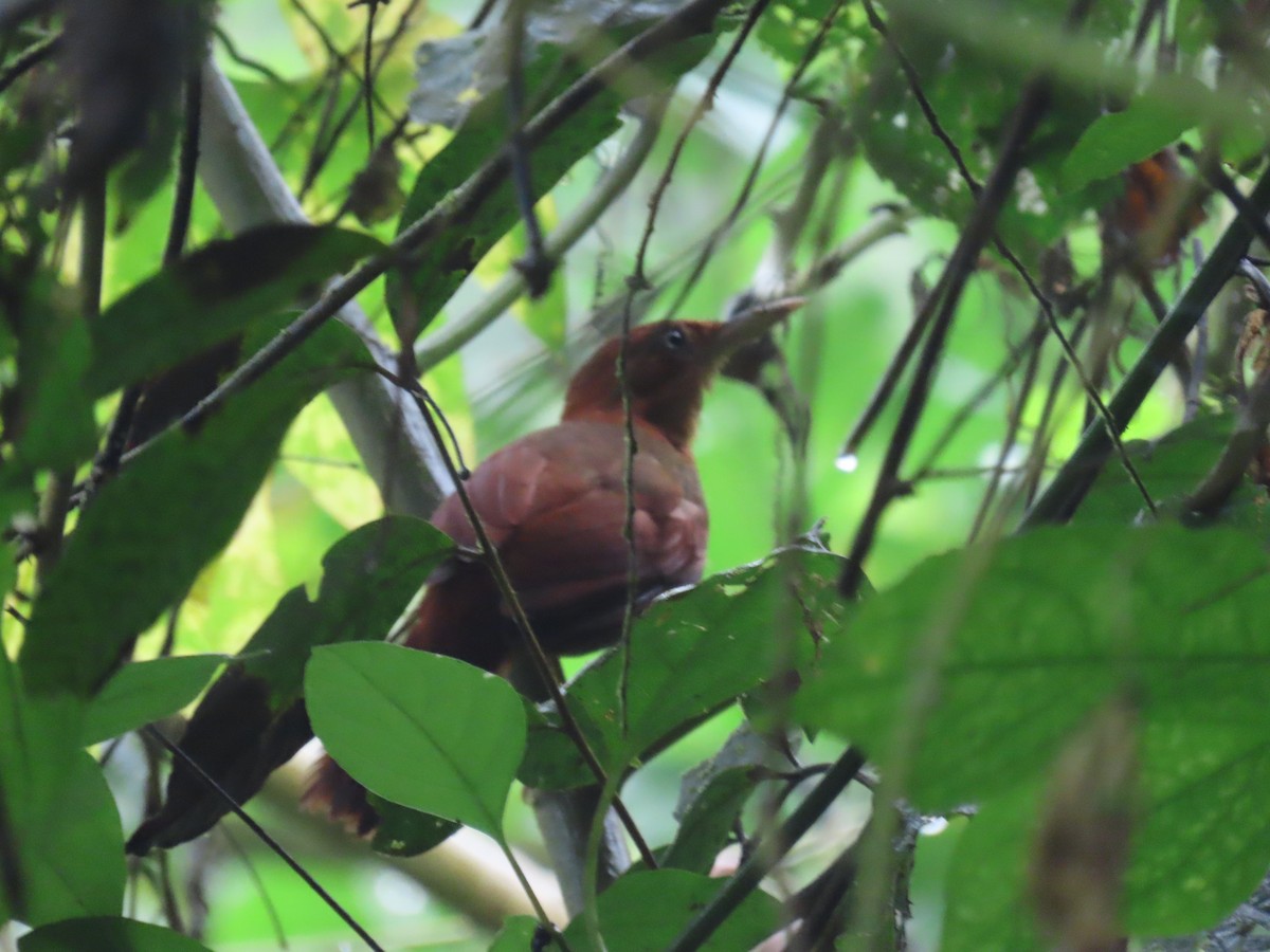 Henna-hooded Foliage-gleaner - Andrew Pratt