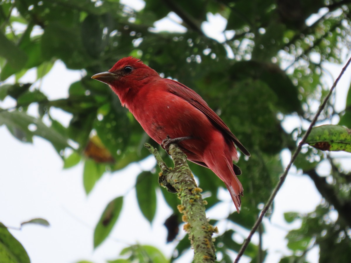 Summer Tanager - ML546255431