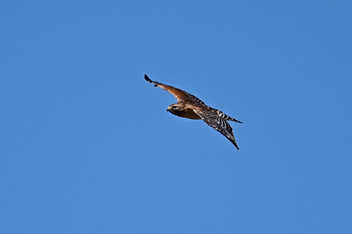 Red-shouldered Hawk - ML546255511