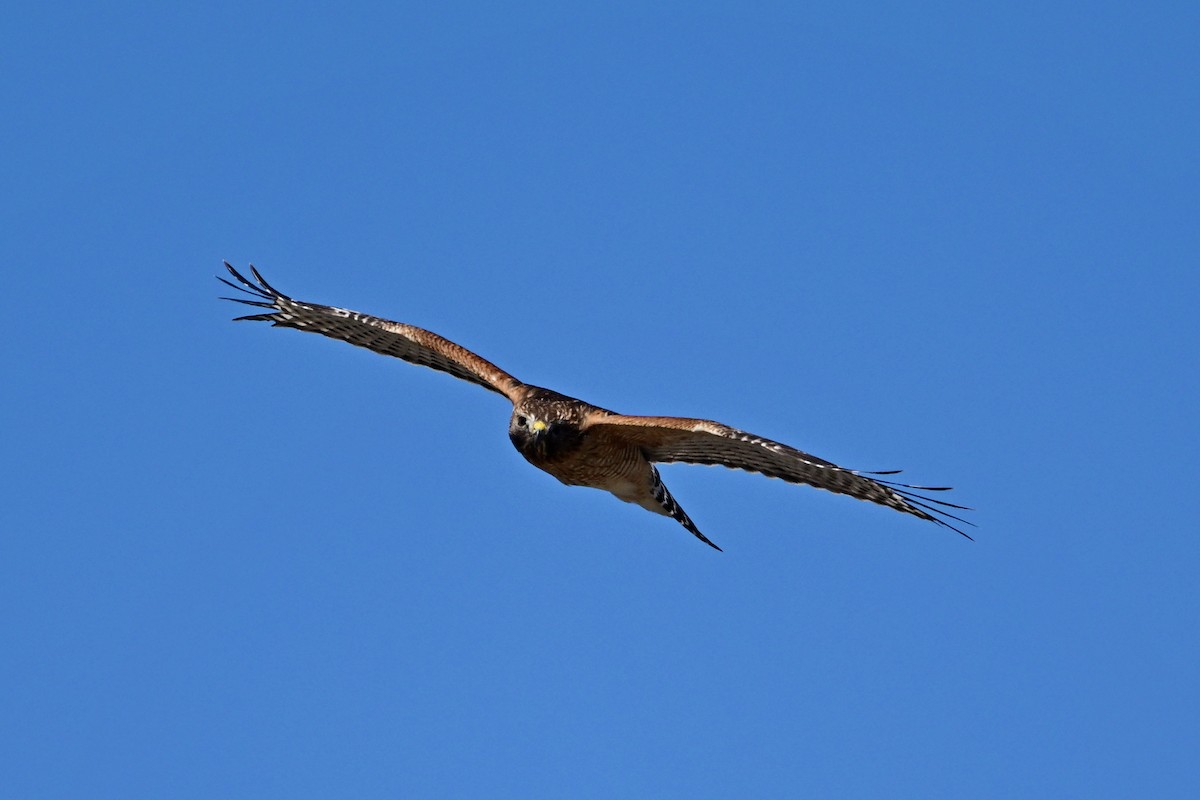 Red-shouldered Hawk - ML546255941