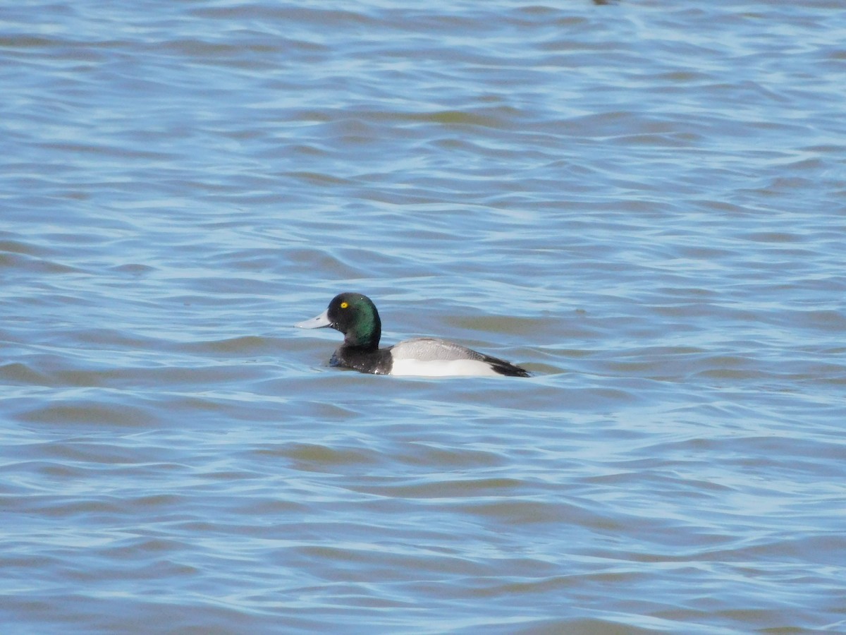 Greater Scaup - ML546256151