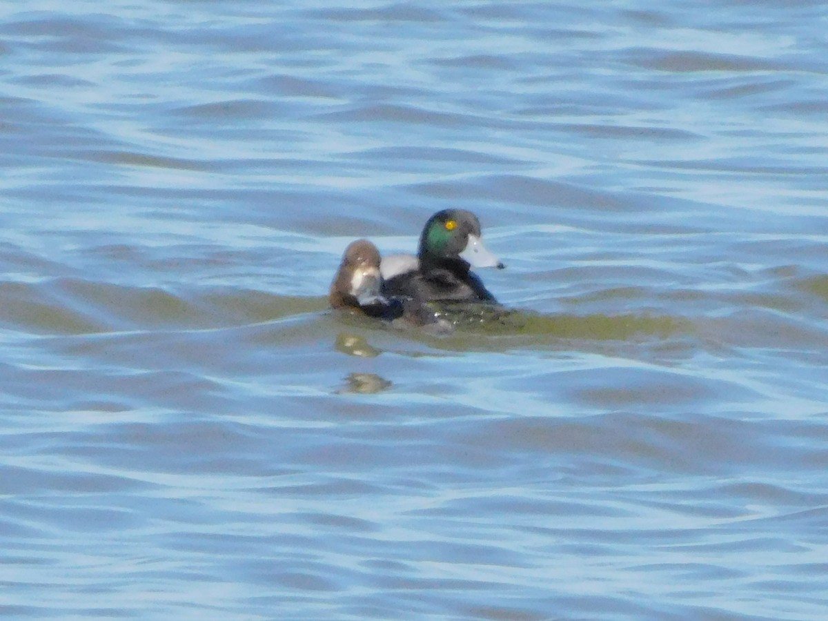 Greater Scaup - ML546256341