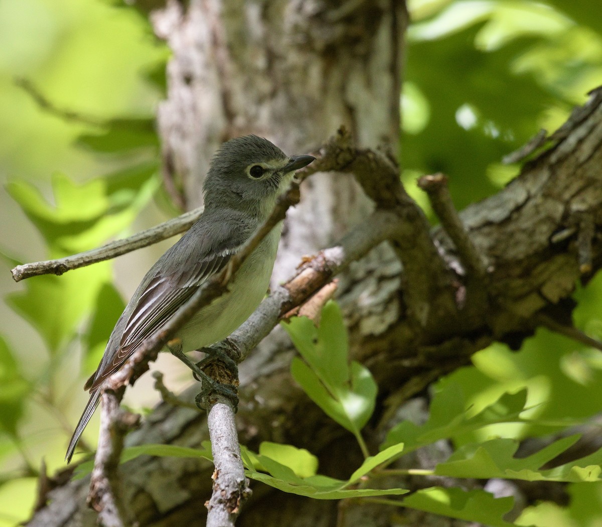 Kurşuni Vireo - ML546256411