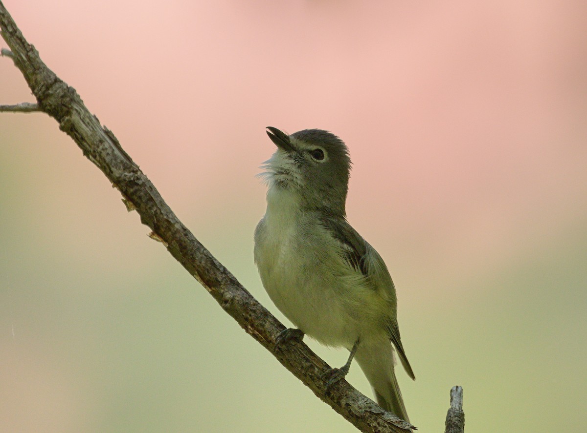 Plumbeous Vireo - Alex Mann