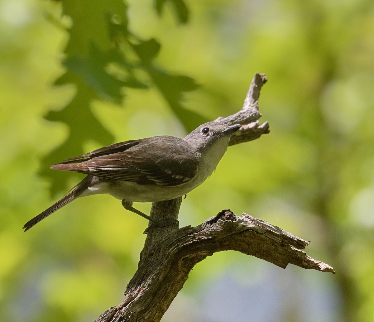 Plumbeous Vireo - ML546256511