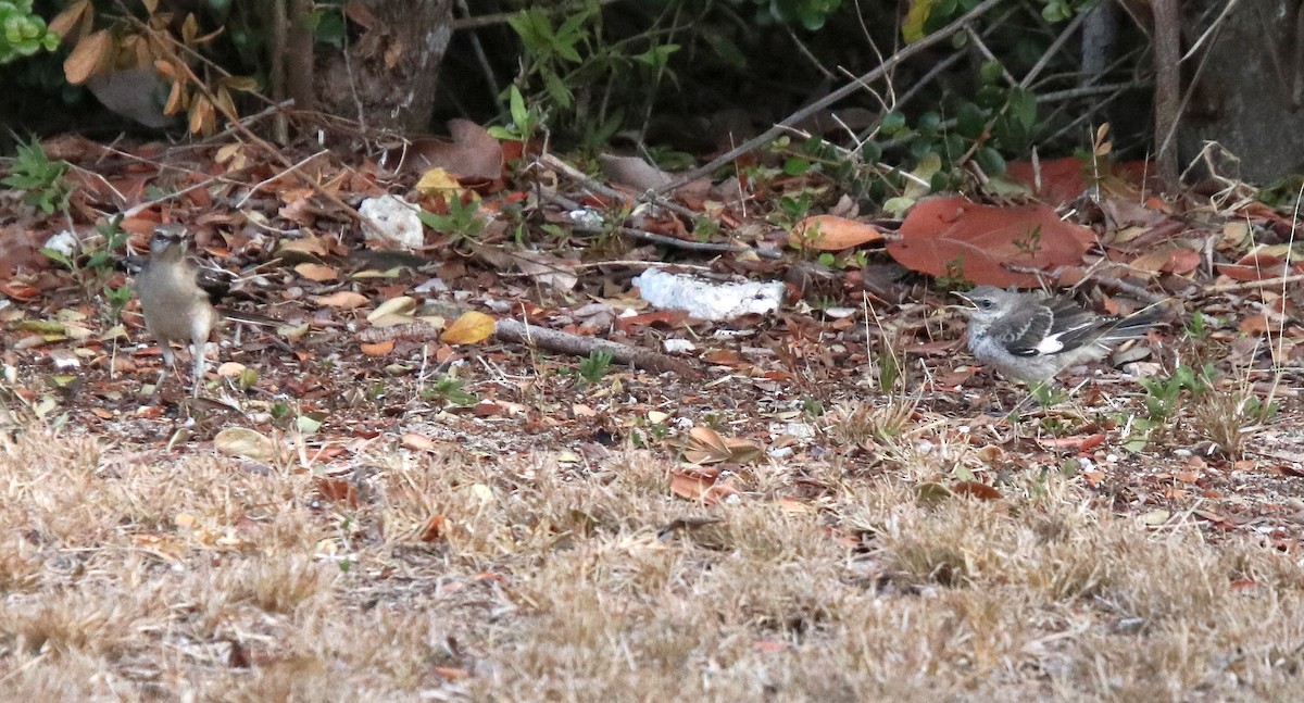 Northern Mockingbird - ML546257361