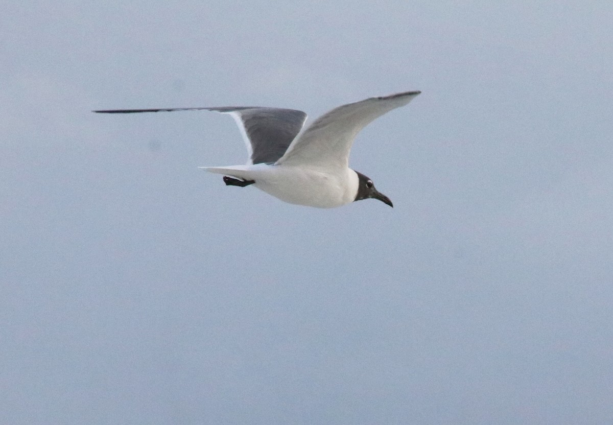 Laughing Gull - ML546257971