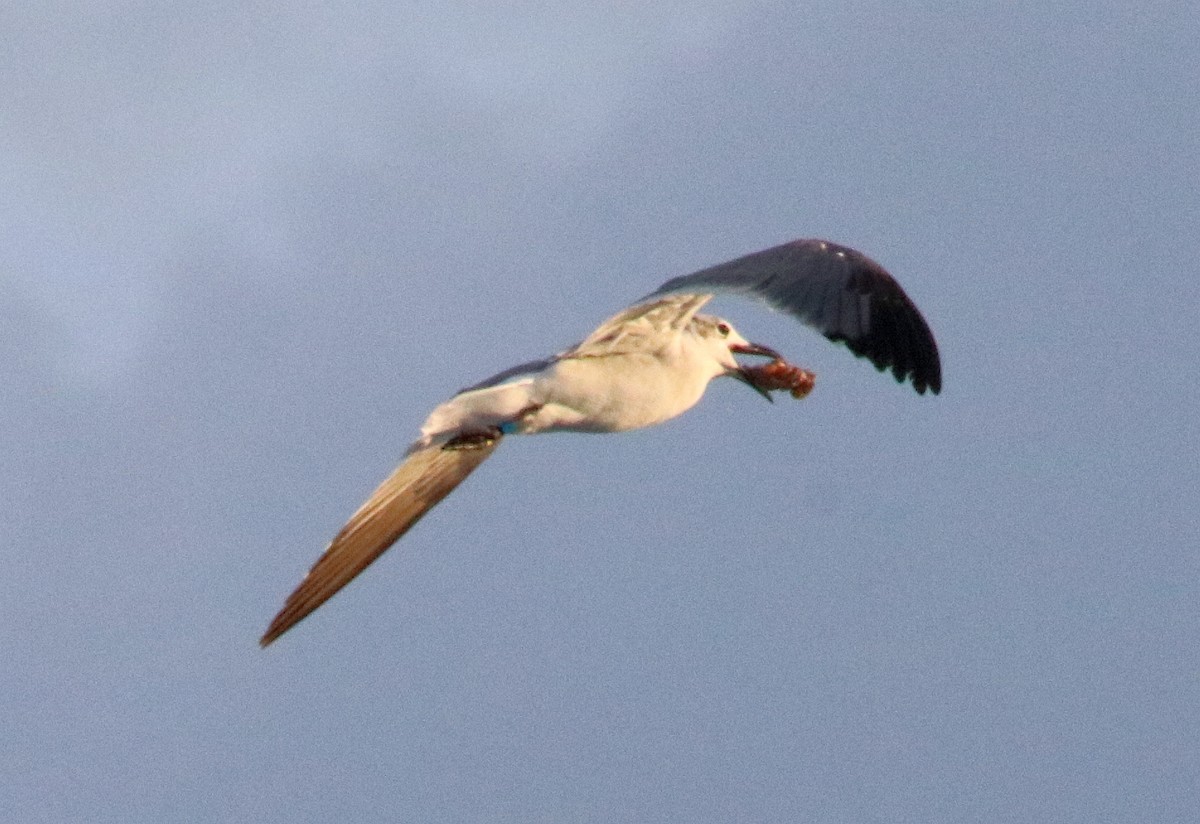 Laughing Gull - ML546257991