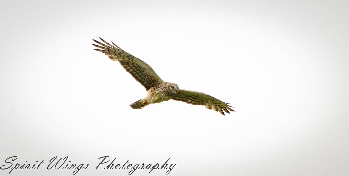 Northern Harrier - ML546258341