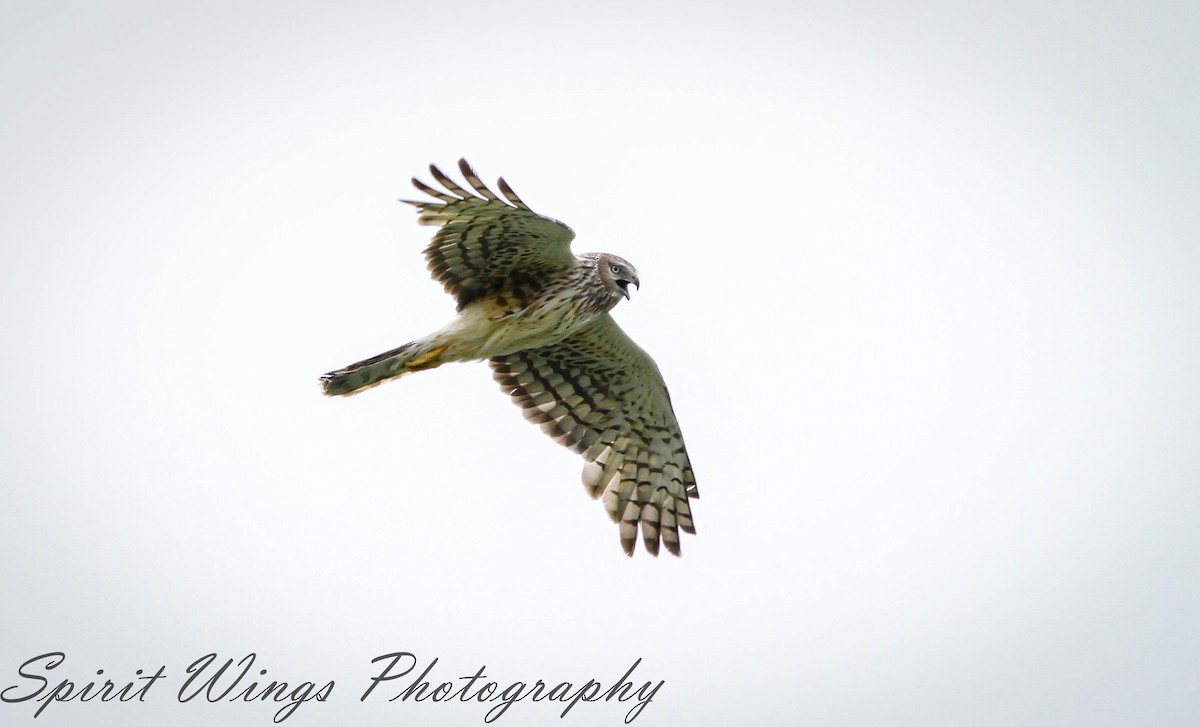 Northern Harrier - ML546258351