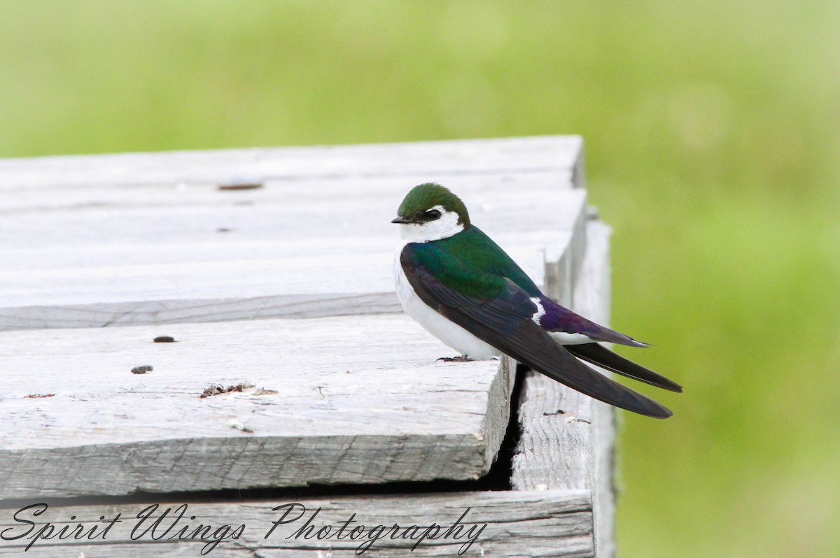 Violet-green Swallow - ML546258941