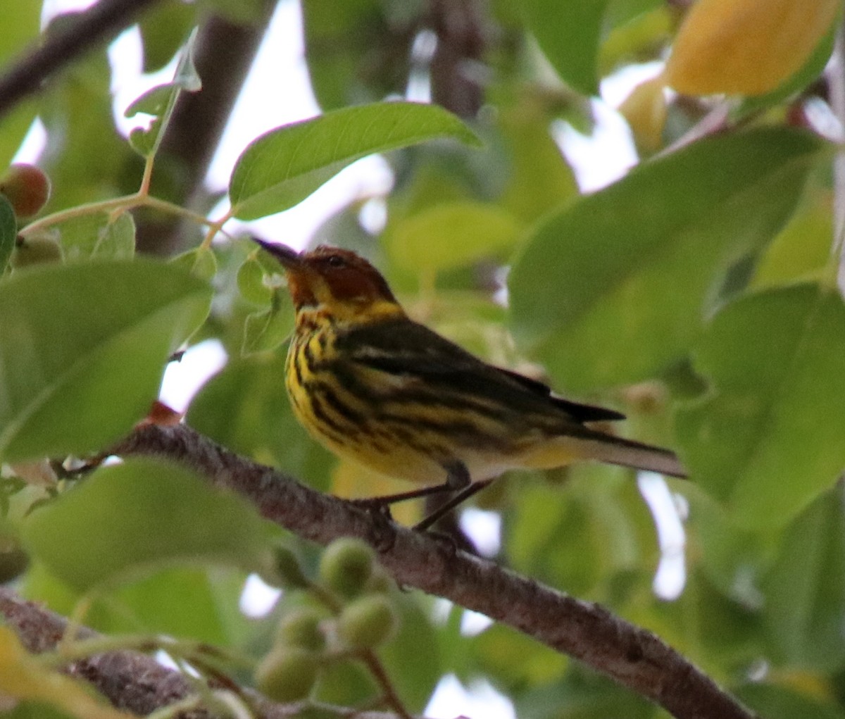 Cape May Warbler - ML546259401