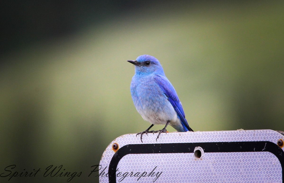 Mountain Bluebird - ML546259411