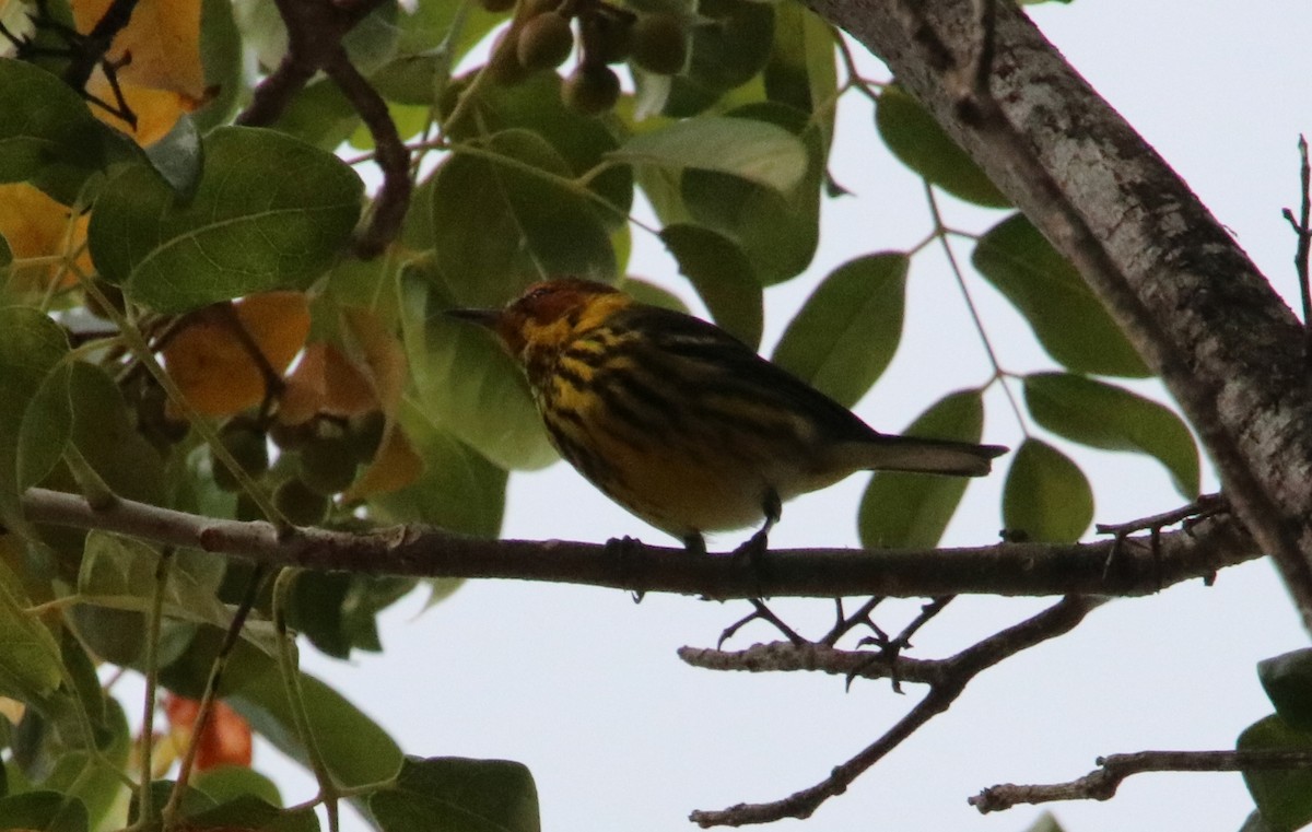Cape May Warbler - ML546259421