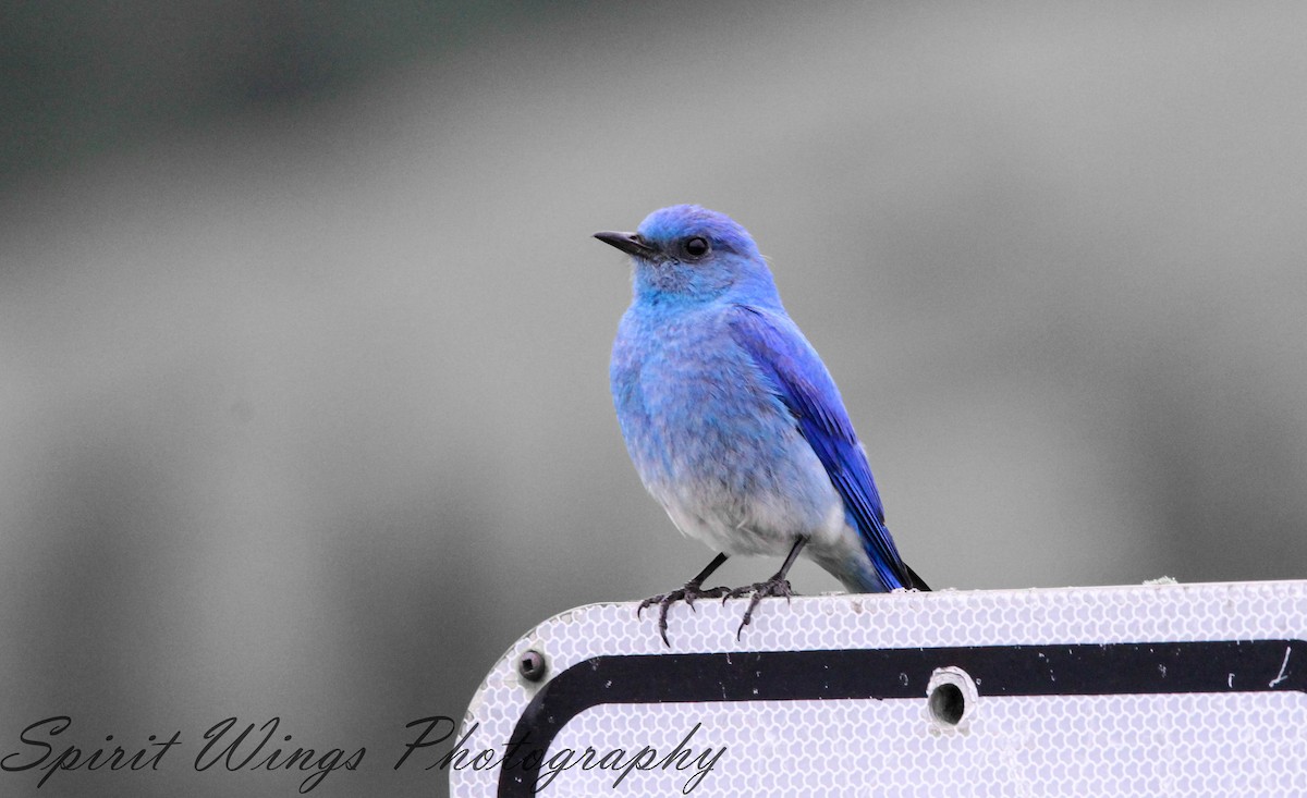 Mountain Bluebird - ML546259551