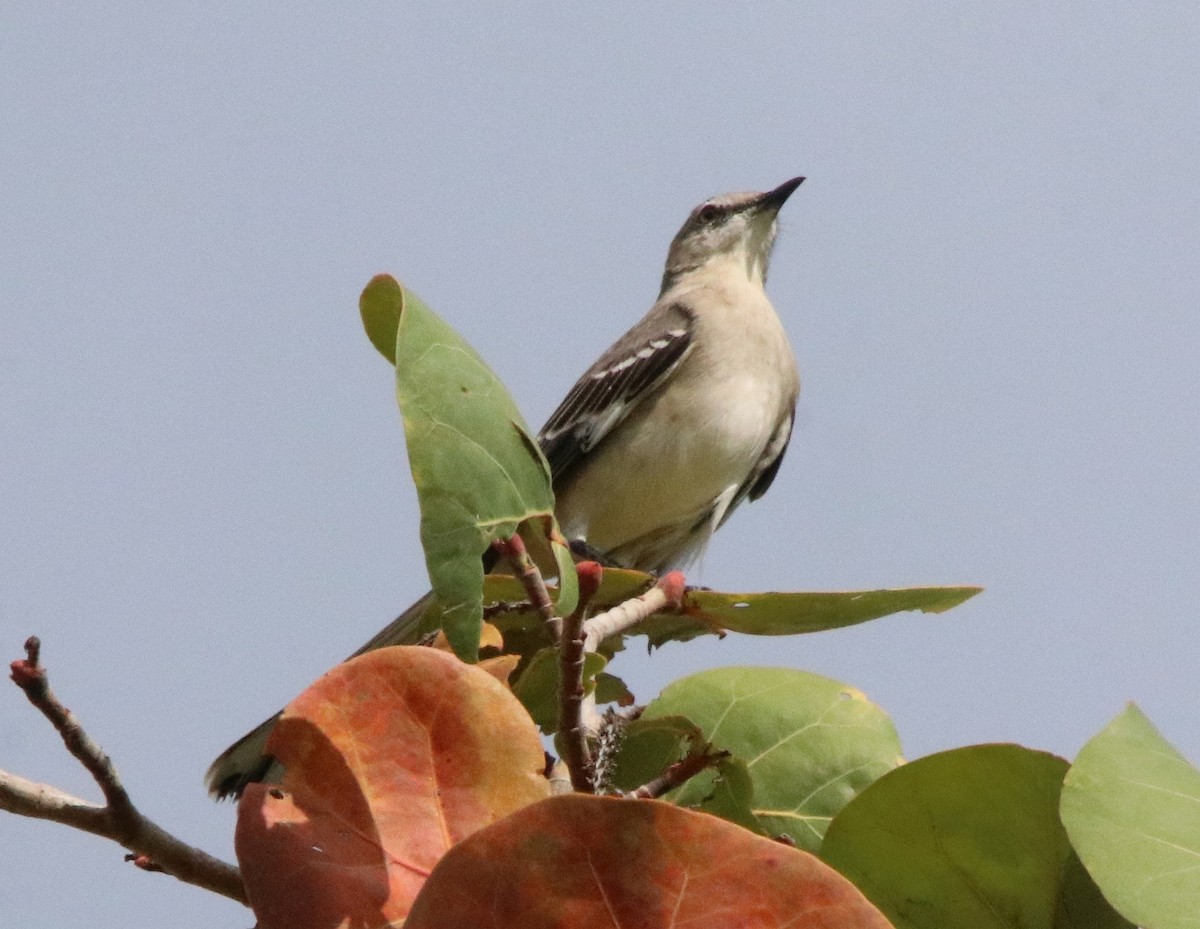 Northern Mockingbird - ML546259581