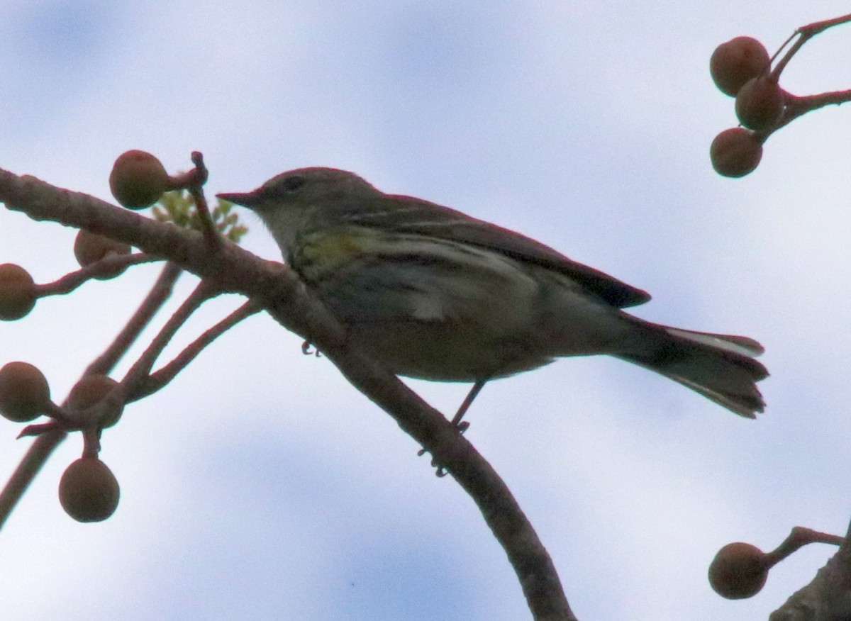 Yellow-rumped Warbler - ML546260081