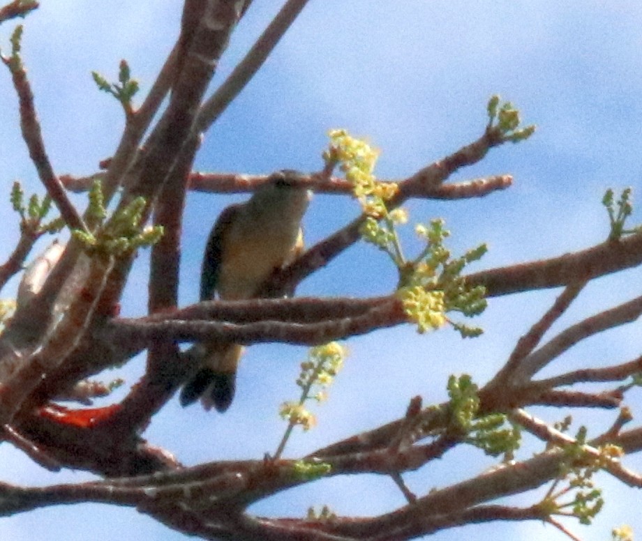 American Redstart - ML546260401