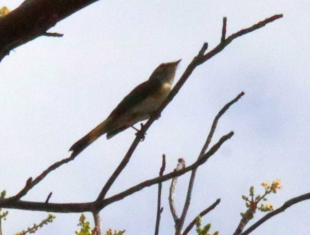 American Redstart - Deena Errampalli