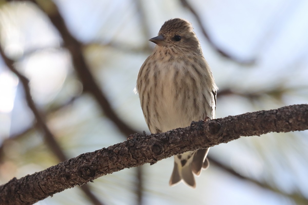 Pine Siskin - ML546260861