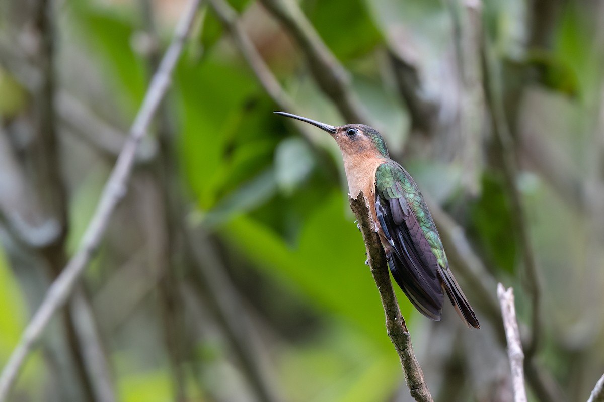 Rufous Sabrewing - Steve Rappaport