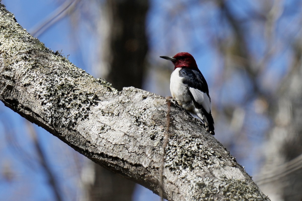 Red-headed Woodpecker - Melanie Crawford